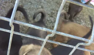 Adăpostul pentru câini - Pro Animalia — Adăposturi Animale, Harghita