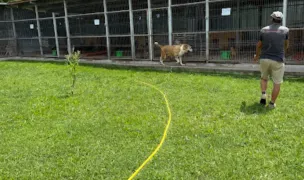 Adăpostul public Targsoru Vechi — Adăposturi Animale, Prahova