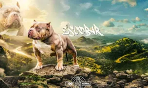 American Bully X X X Kennel — Adăposturi Animale, Buzău