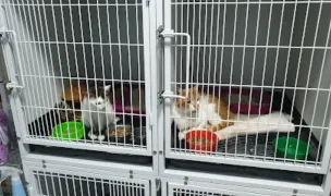 Amon Vet Care — Cabinete Veterinare, Municipiul Bacău, Bacău