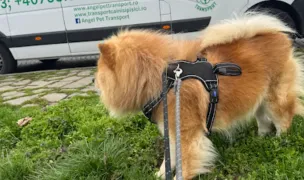 Angel Pet Transport — Animal Transport, Bucharest
