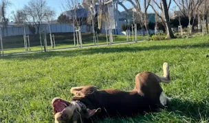 Aport Training — Adopție Câini, Sectorul 2, București