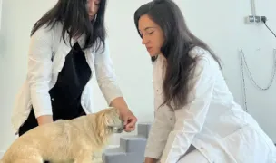 ARA Memorial — Cabinete Veterinare, Cluj-Napoca, Cluj