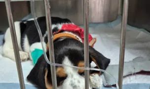 Aristocrat Vet — Cabinete Veterinare, Municipiul Constanța, Constanța