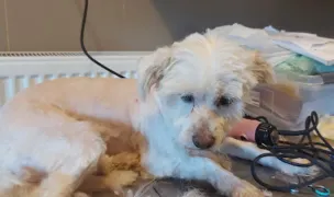 Asociația ANCA HELPS ANIMALS-ANCA HILFT TIEREN — Adăposturi Animale, Urlați, Prahova