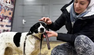 Asociatia Arca lui Norocel Campina — Adăposturi Animale, Sibiu