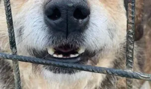 Asociatia Bendis Silva — Adăposturi Animale, Timiș
