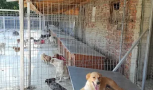 Asociația BETTY & TESSA — Adăposturi Animale, Buzău