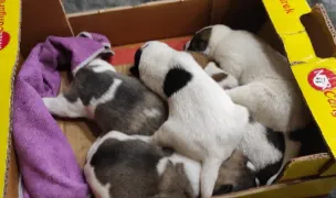 Asociatia Max Dog — Adăposturi Animale, Popricani, Iași