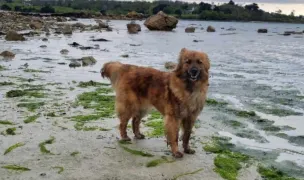 Asociatia No limit pets — Adăposturi Animale, Municipiul Bacău, Bacău