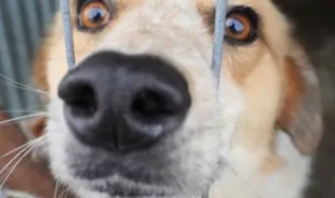 Asociatia One Rescue — Adăposturi Animale, Giurgiu