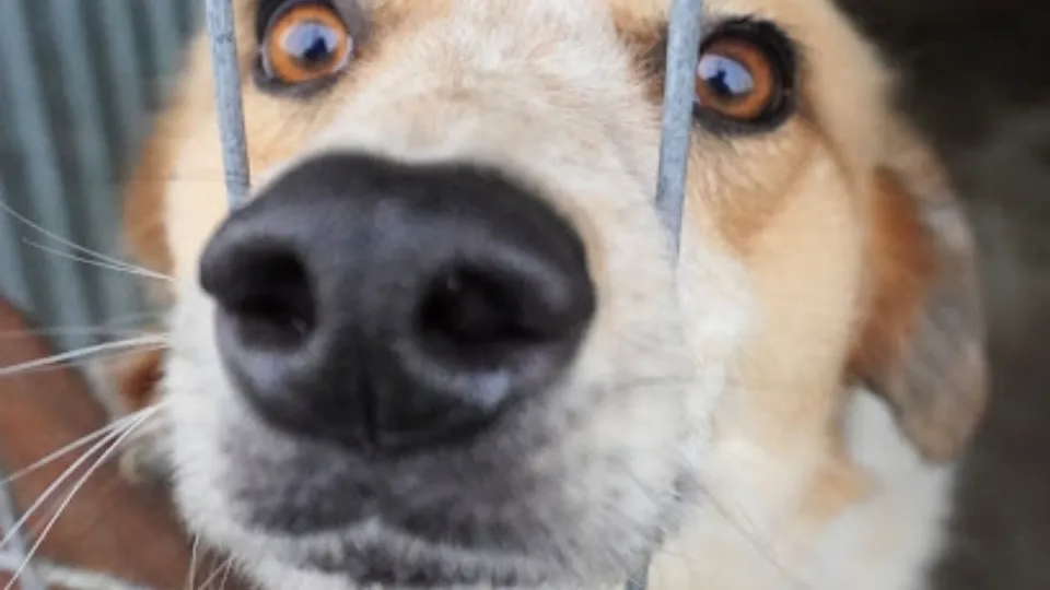 Asociatia One Rescue — fotografie de copertă