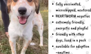 Asociatia pentru Protectia Animalelor Corbeanca PET — Adăposturi Animale, Corbeanca, Ilfov