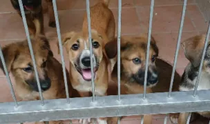 Asociația Ramses — Dresaj Animale, Sectorul 2, București