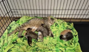 Asociația Rin Tin Tin — Adăposturi Animale, Timiș