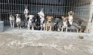 Asociatia Sava's Safe Haven — Adăposturi Animale, Municipiul Galați, Galați
