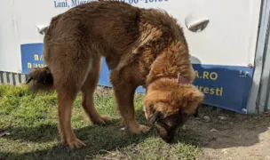 ASPA Bragadiru — Adăposturi Animale, Bragadiru, Ilfov