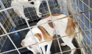 ASPA Mihăilești — Adăposturi Animale, Mihăilești, Giurgiu