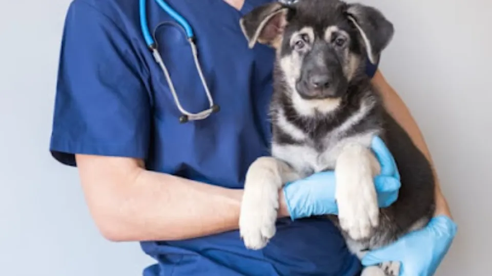 Urgente Veterinare Vetricare — fotografie de copertă