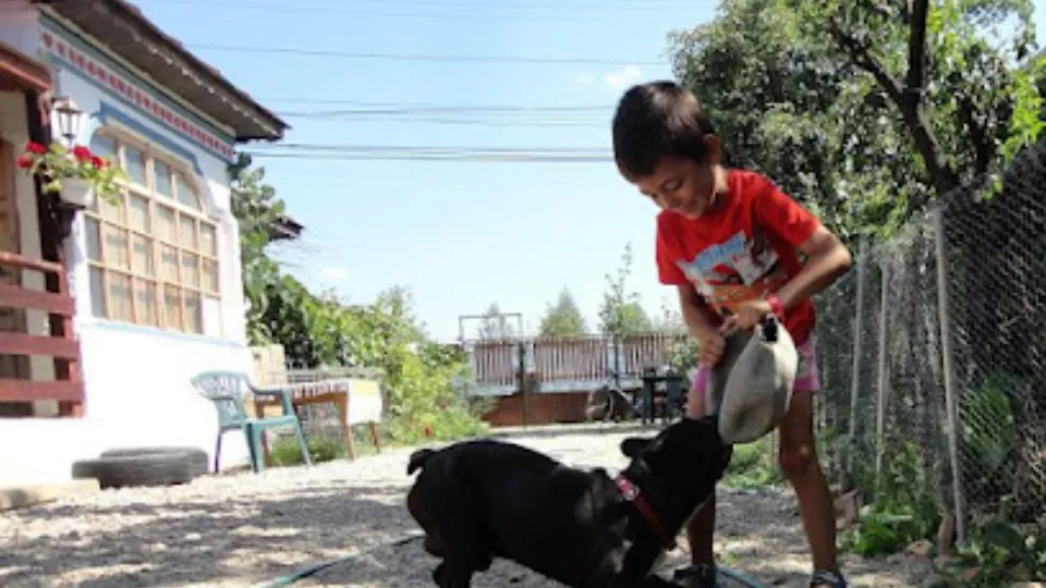 Pet Hotel — fotografie de copertă