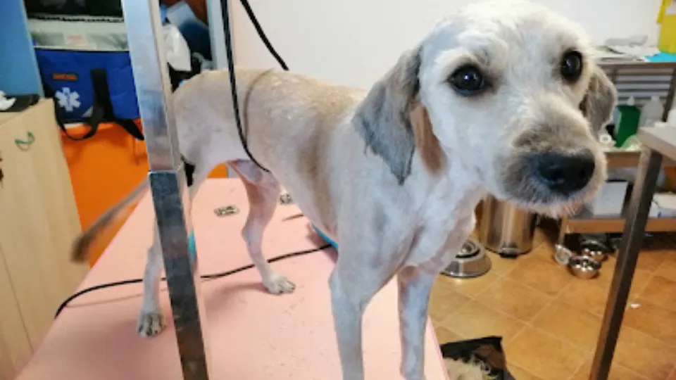Cabinet Veterinar dr. Andra Avasiloaie — fotografie de copertă