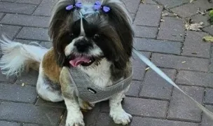 Bella Pet — Pet-Friendly Beaches, Bucharest