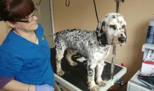 Biovet — Cabinete Veterinare, Cluj-Napoca, Cluj