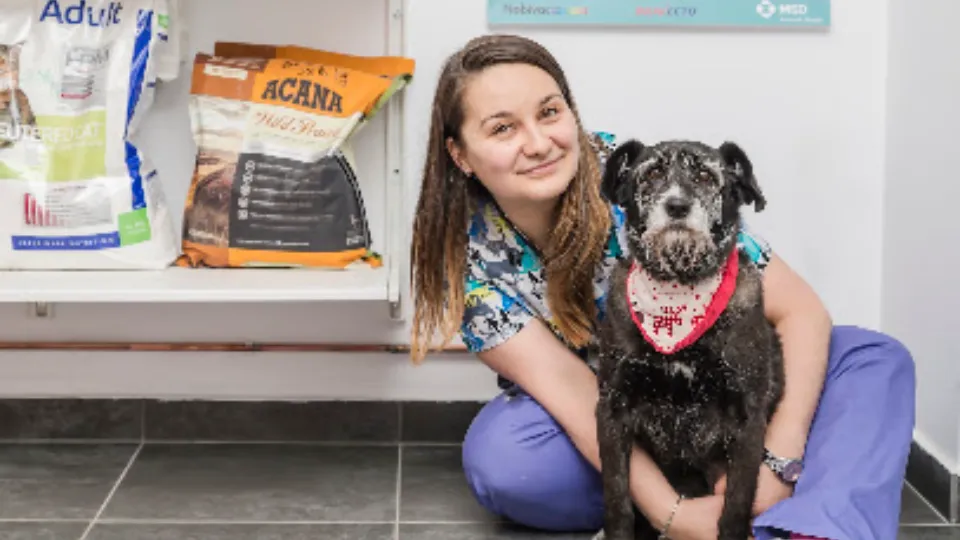 Happy Dragon Vet — fotografie de copertă