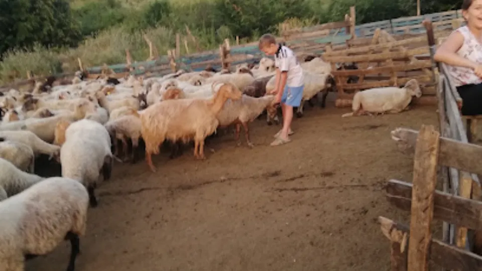 Ferma Lupu (Mihai Petre) — fotografie de copertă