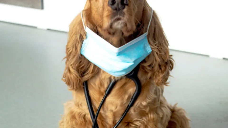 Veterinarian — fotografie de copertă