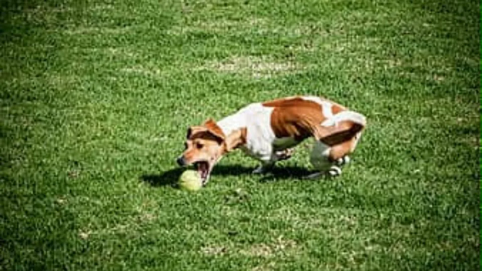 Dog park — fotografie de copertă