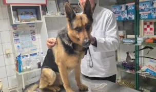 Cabinet si Farmacie veterinara Dr.Visinescu Pitesti judet Argeș — Cabinete Veterinare, Pitești, Argeș