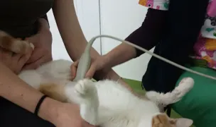 Cabinet Veterinar Cromavet Siretului — Cabinete Veterinare, Cluj-Napoca, Cluj