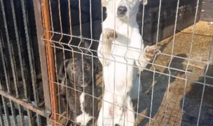 Căsuța Lizucăi — Adăposturi Animale, Miroslava, Iași