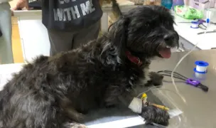 Clinica Dr Labus & Miaunel — Cabinete Veterinare, Pitești, Argeș