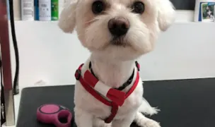 Cromavet — Farmacii Veterinare, Cluj-Napoca, Cluj