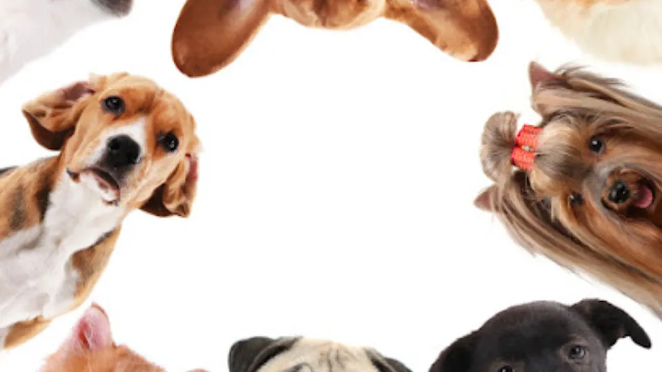 Cabinet Veterinar Predescu Bogdan — fotografie de copertă
