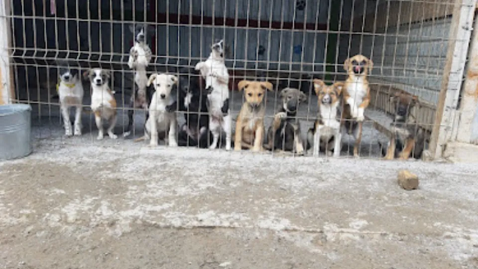Fotografia de copertă a listării