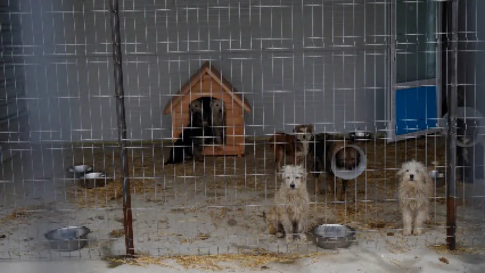 Care for Dogs Romania Shelter — fotografie de copertă