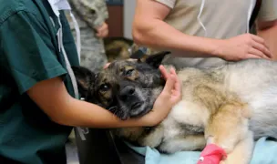 Demed - Neurologie Veterinară — Cabinete Veterinare, Cluj-Napoca, Cluj