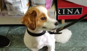 Discovery Vet — Cabinete Veterinare, Pitești, Argeș