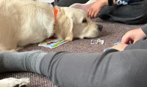 Dog Assist — Dresaj Animale, Cluj-Napoca, Cluj