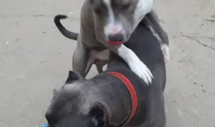 Dog park — Parcuri pentru Câini, Sectorul 3, București