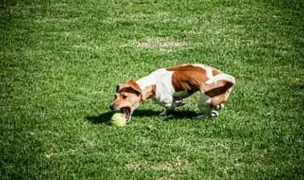 Dog park — Parcuri pentru Câini, Sectorul 6, Bucuresti