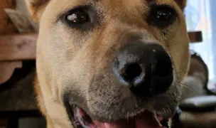 Doggyland Family — Adăposturi Animale, Constanța