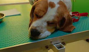 Dogtors — Cabinete Veterinare, Maramureș