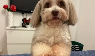 Dogzilla Grooming & Spa — Pet-Friendly Beaches, Bucharest