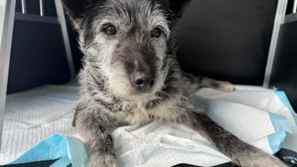 Pet Travel Taxi Animale Constanta — fotografie de copertă