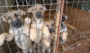 Ecarisaj Baia Mare — Adăposturi Animale, Baia Mare, Maramureș