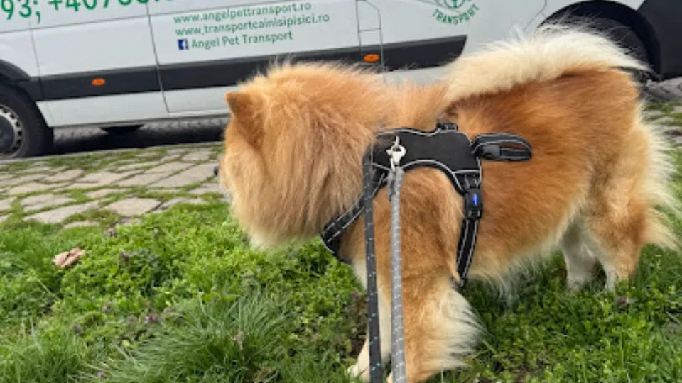 Angel Pet Transport — fotografie de copertă